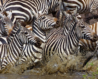 Photograph of Zebras by James Gary Hines II
